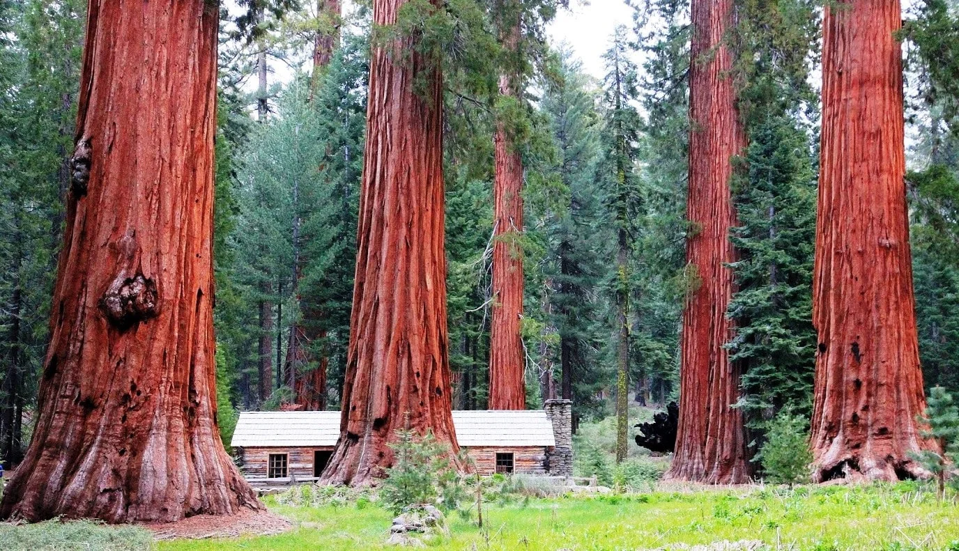 No momento, você está visualizando Sequoias, ecologia e os Evangelhos