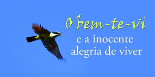O bem-te-vi e a inocente alegria de viver