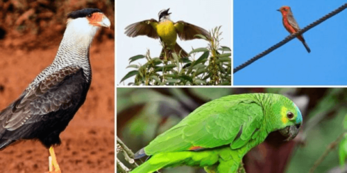 Eco-alarmistas, leiam: São Paulo abriga mais aves do que Chile ou Portugal. Lições para o Sínodo