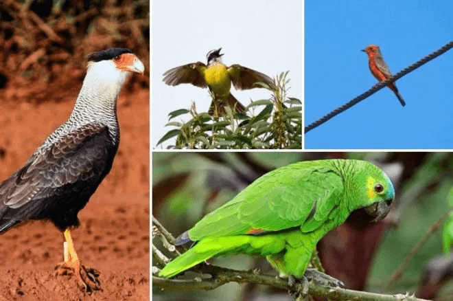 No momento, você está visualizando Eco-alarmistas, leiam: São Paulo abriga mais aves do que Chile ou Portugal. Lições para o Sínodo