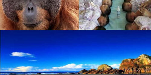 Contradições (aberrantes) de ecologistas radicais: defesa de orangotangos e promoção do aborto
