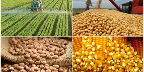 Não estamos em 1823… — Balanço da Safra Agrícola