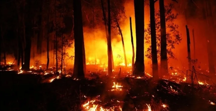 No momento, você está visualizando A verdade sobre os incêndios e queimadas