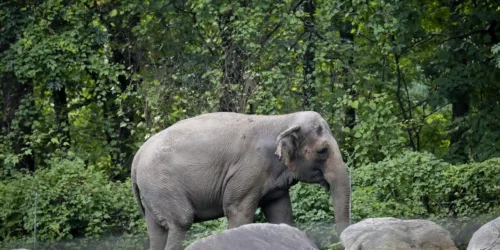 O elefante “Happy” é uma pessoa?