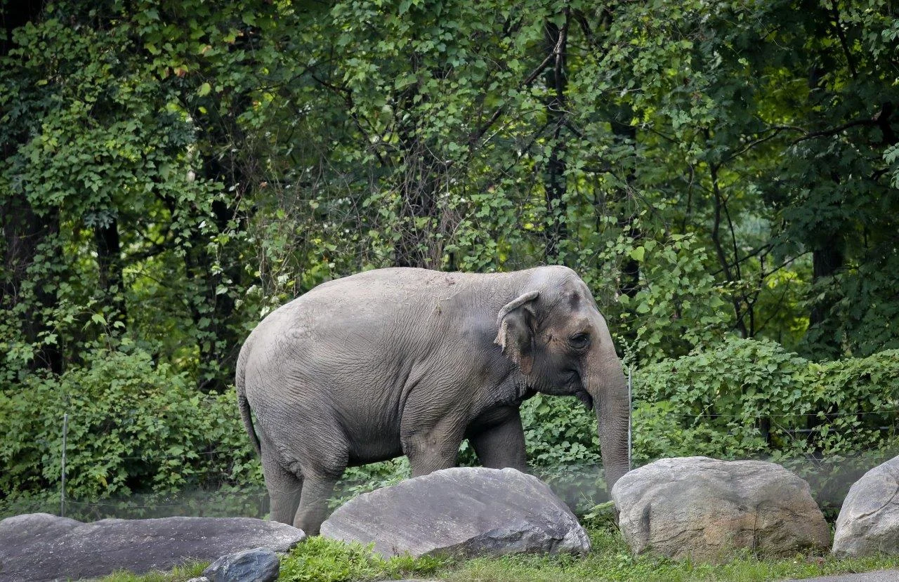 No momento, você está visualizando O elefante “Happy” é uma pessoa?