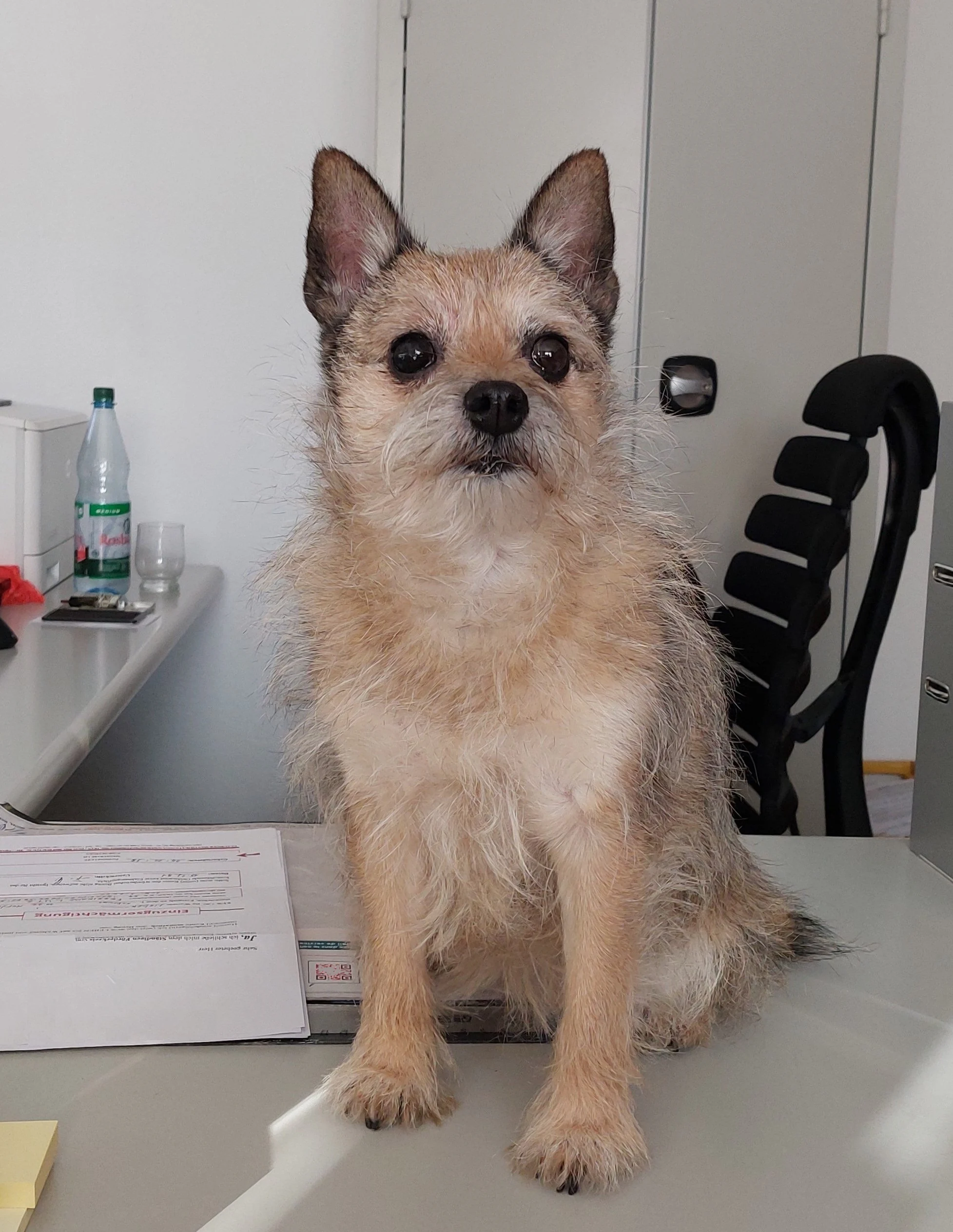 No momento, você está visualizando Alemanha: castigo para quem negligenciar o bem-estar dos cachorros