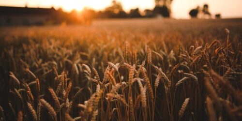 PIB: Código Florestal no Brasil asfixia a agropecuária