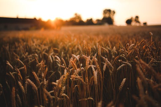 No momento, você está visualizando PIB: Código Florestal no Brasil asfixia a agropecuária