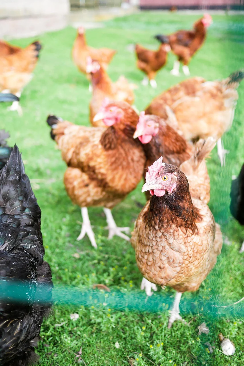 chickens, nature, grass, village, birds, animals
