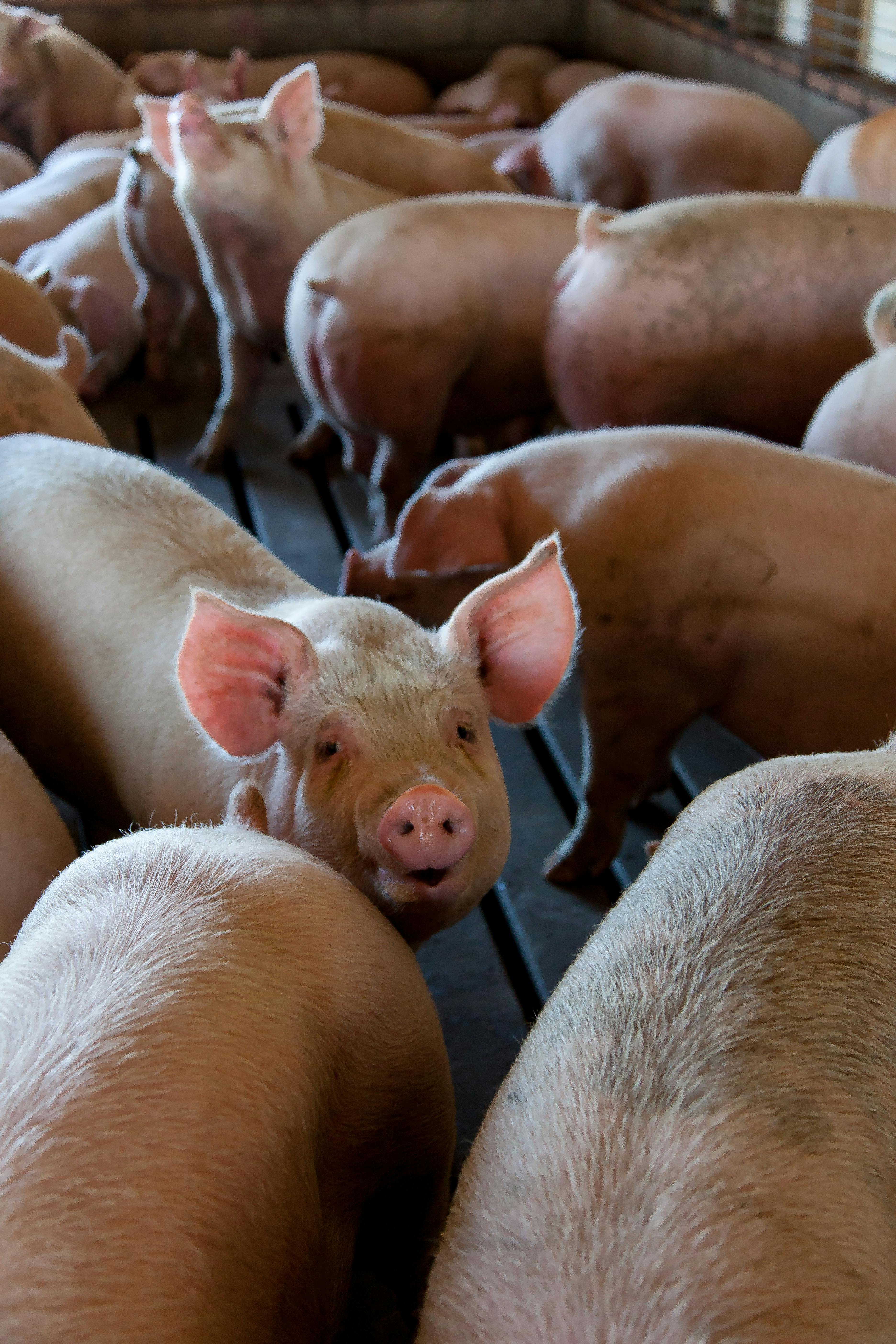 Close-up of pigs in an indoor livestock pen on a farm. Captures the essence of animal agriculture.