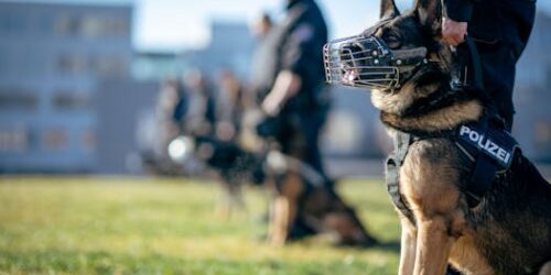 China (PCCh) mata americanos com (envio) fentanil. Alerta Brasil