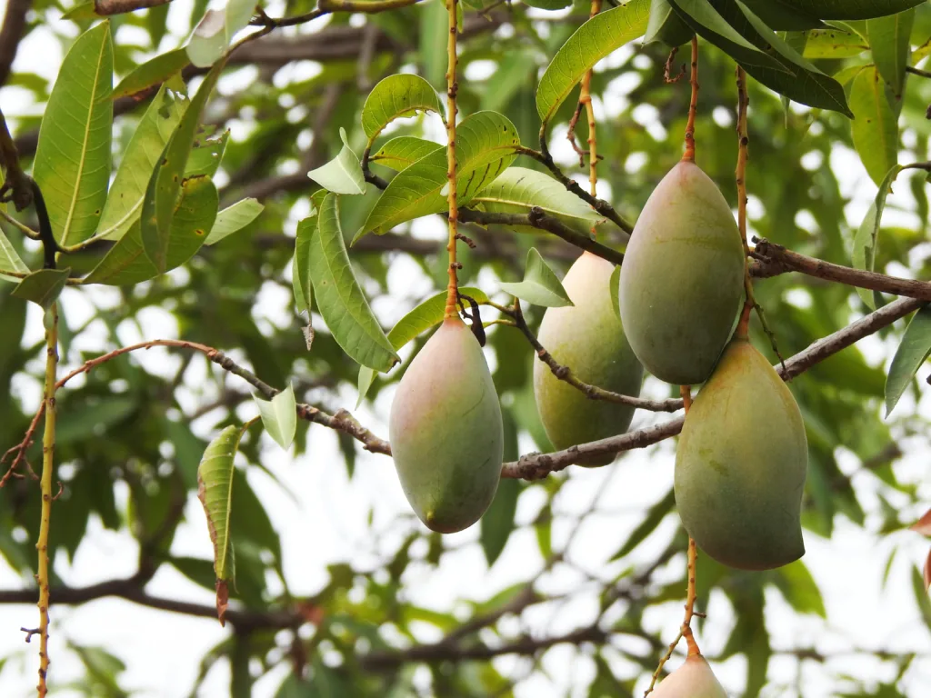 Close-up of ripe mangoes hanging on a branch surrounded by lush green leaves.