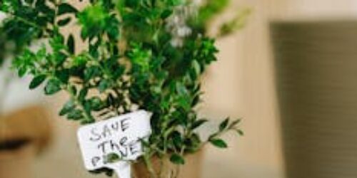 “Direitos das plantas”: artifício para escravizar o homem racional